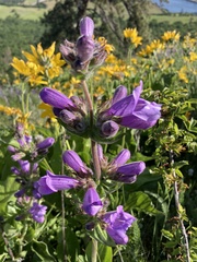 Penstemon glandulosus
