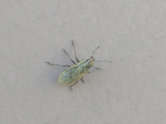 Entiminae