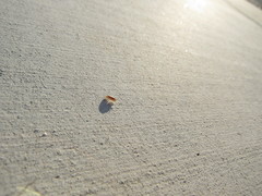 Armadillidium vulgare