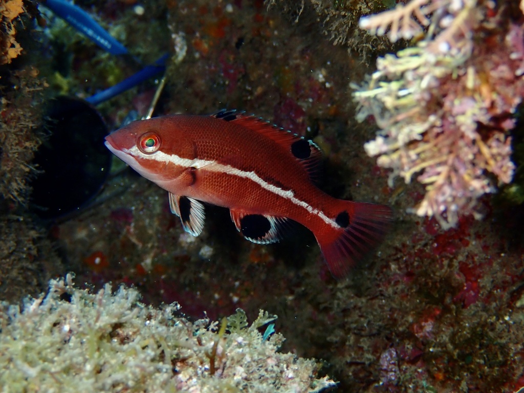 California sheephead (Semicossyphus pulcher) — Labridae