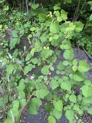 Rubus phoenicolasius