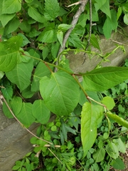 Reynoutria japonica