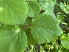 Viburnum ellipticum