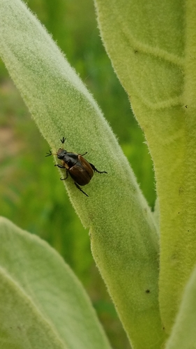Grove Shiny Leaf Chafer