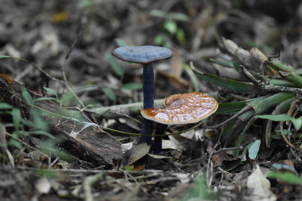 Ganoderma lucidum · May 2022 · photo: © vero1304 (iNaturalist, cc-by)