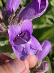 Penstemon glandulosus