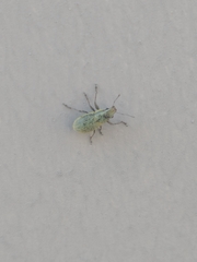 Entiminae