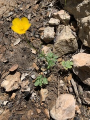 Ranunculus bulbosus aleae