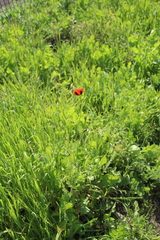 Papaver dubium stevenianum