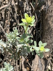 Teucrium homotrichum