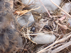 Saprinus subnitescens