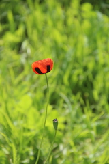 Papaver dubium stevenianum