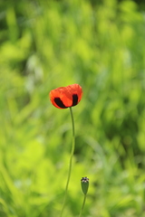 Papaver dubium stevenianum