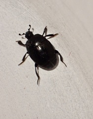 Saprinus subnitescens