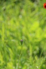 Papaver dubium stevenianum
