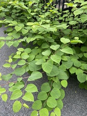 Reynoutria japonica