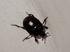 Saprinus subnitescens