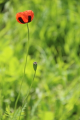 Papaver dubium stevenianum