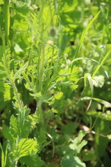 Papaver dubium stevenianum