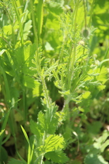 Papaver dubium stevenianum