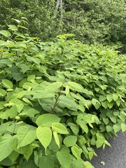 Reynoutria japonica