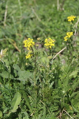 Erysimum repandum