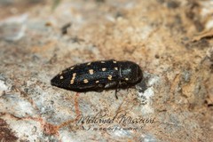 Acmaeodera octodecimguttata