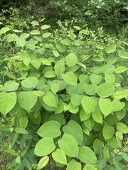 Reynoutria japonica