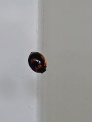 Exochomus marginipennis