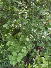Viburnum ellipticum