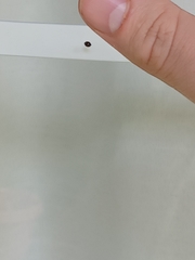 Exochomus marginipennis