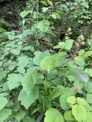 Rubus phoenicolasius