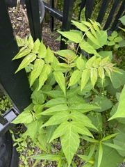 Ailanthus altissima