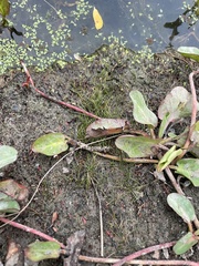 Azolla microphylla