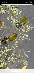 Azolla microphylla