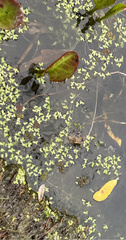 Azolla microphylla