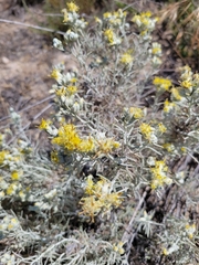 Tetradymia comosa