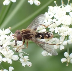 Anasimyia contracta