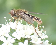 Anasimyia contracta