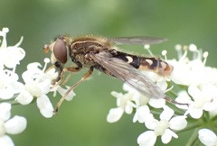 Anasimyia contracta
