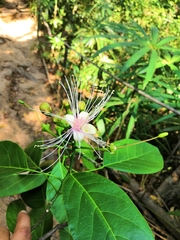 Capparidastrum mollicellum