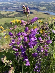 Penstemon glandulosus