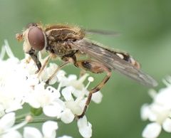 Anasimyia contracta