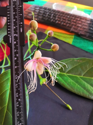 Image of Capparidastrum mollicellum by (c) Vallarta Botanical Garden, some rights reserved (CC BY-SA)