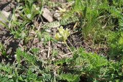 Astragalus fragrans