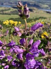 Penstemon glandulosus