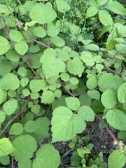 Rubus phoenicolasius