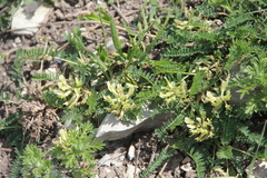 Astragalus fragrans