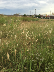 Bothriochloa torreyana