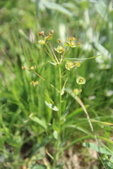 Euphorbia microcarpa